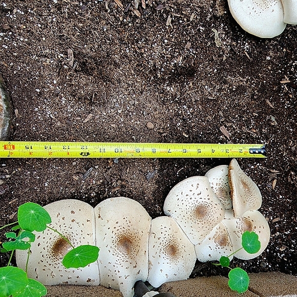 About Sazzle Dazzle✅️FOLLOW LIKE ❤️ Main Listing For Live Show Notifications - Picture 13 of 16